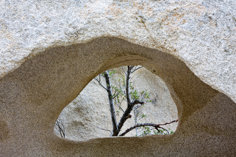 Aspen Through Rock Arch